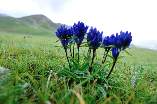 Preview: Blue flowers blooming on high altitude grassland in China