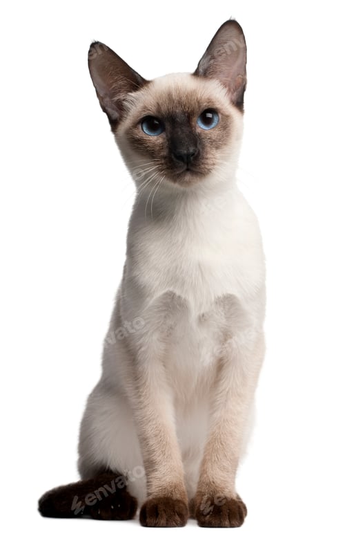 Preview: Thai kitten, 5 months old, sitting in front of white background