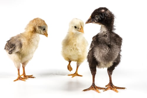 Preview: Meeting Of Chickens