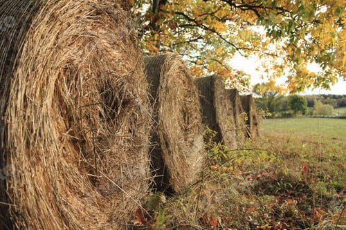 Preview: Hay bales in fall