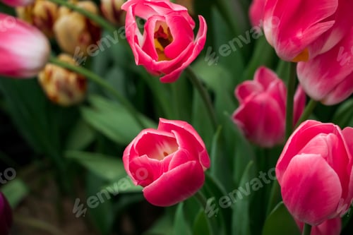 Preview: Tulip flower close up. Delicate bud, symbol of spring. Growing tulips at home.