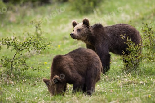 Preview: Cute brown bear cubs feeding and looking in a green nature habitat in springtime
