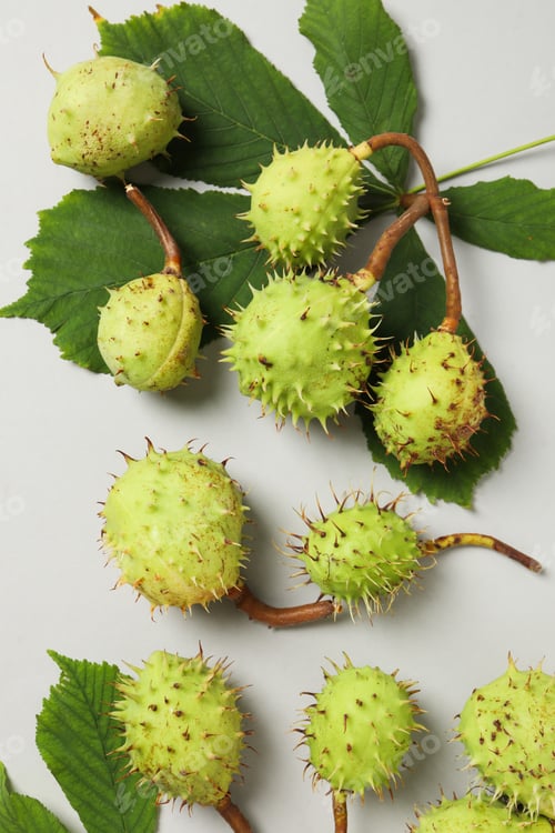 Preview: Fresh and ripe chestnuts, top view, Autumn chestnuts