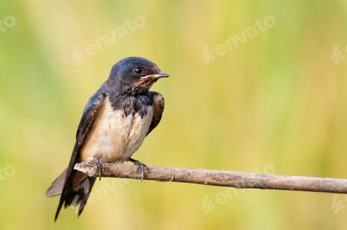 Preview: Barn swallow, Hirundo rustica. A young bird sits on a branch waiting for its parents with food