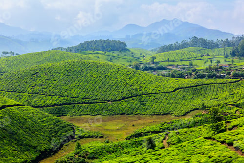 Preview: Tea plantations