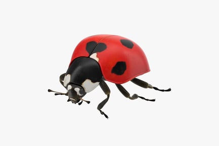 Preview: Detailed Ladybug
