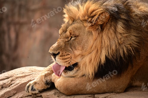 Preview: Close-up shot of a lion lying on a rocky surface in its natural habitat