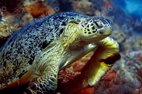 Preview: Green turtle