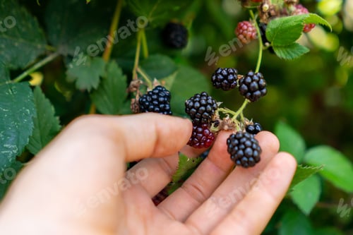 Preview: farmer hand collecting the blackberry on the bush in gardens
