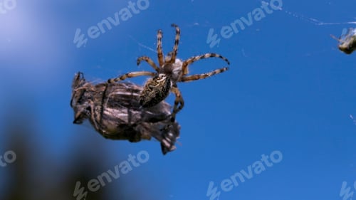 Preview: A large spider with thin legs. Creative. An insect in macro photography is sorting through a large