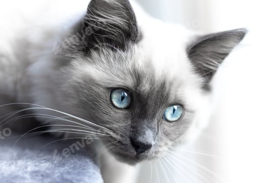 Preview: Closeup shot of the white ragdoll kitten with blue eyes