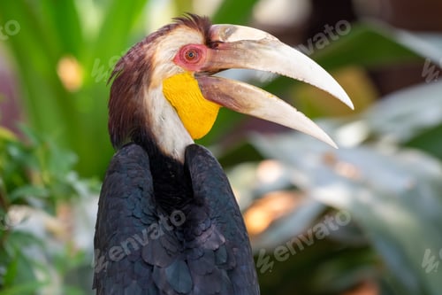 Preview: Close up of a male Rhyticeros undulatus bird