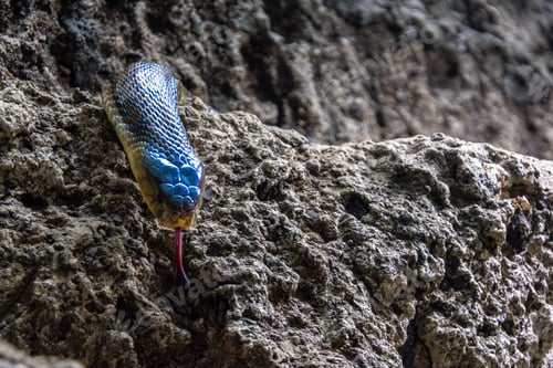 Preview: Close-up of a blue and yellow snake on a rocky surface with its tongue out