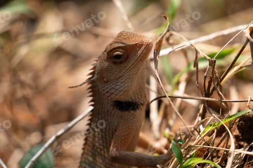 Preview: Close-up shot of a small Oriental garden lizard in a grassy field