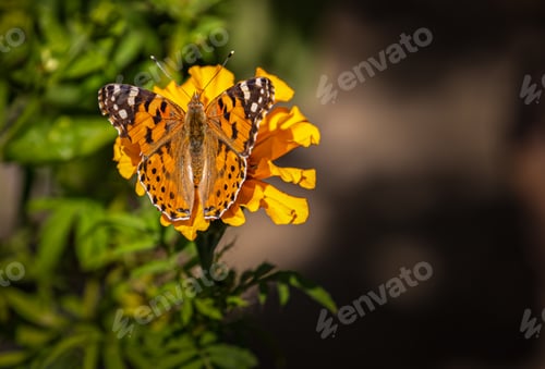 Preview: Painted Lady on a flower.