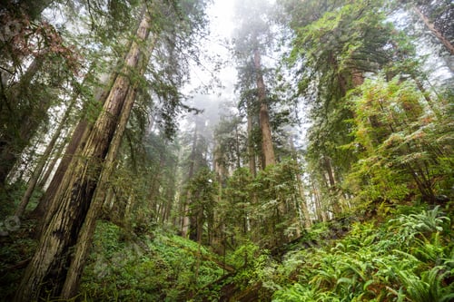 Preview: Sequoia