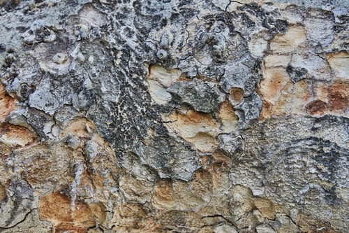 Preview: The texture of a tree trunk is a background for photographing food and objects