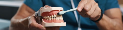 Preview: Demonstrating Proper Brushing Technique on Dental Model