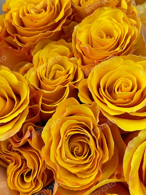 Preview: Roses