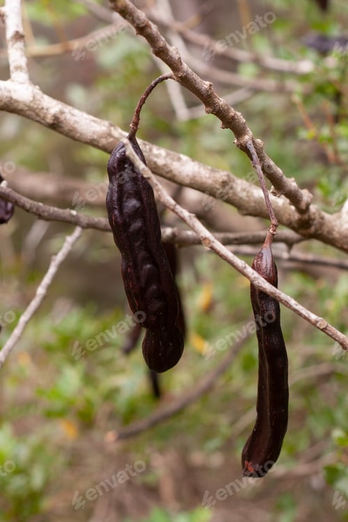 Preview: Vertical shot of dried carob ceratonias
