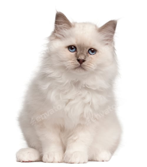 Preview: Birman kitten, 10 weeks old, sitting in front of white background