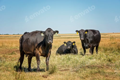 Vorschau: Drei Kühe auf dem Feld eines Bauern