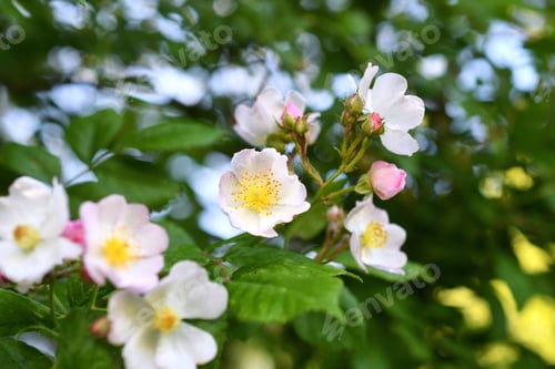 Preview: Wild roses - nature flower background