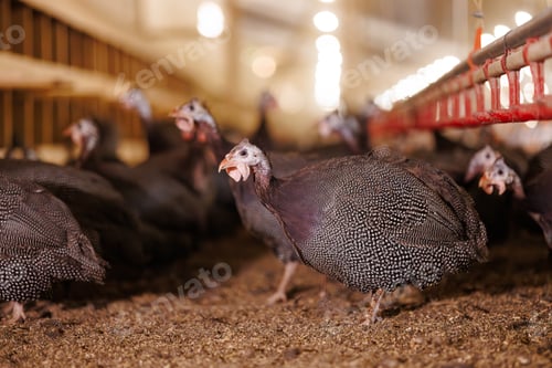 Preview: Guinea Fowl in Poultry Farm Setting, selective focus