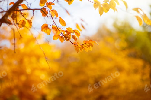 Preview: Golden leaves in autumn