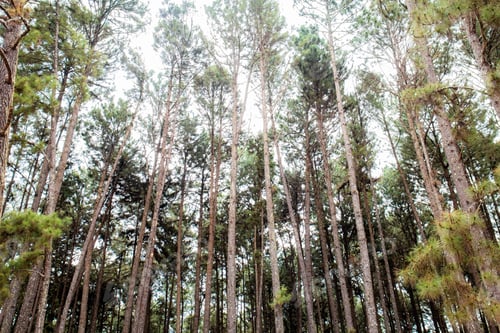 Preview: Pine tree at sky