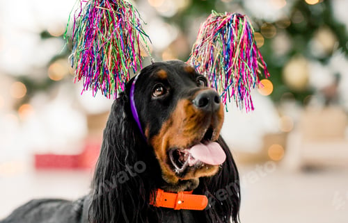 Preview: Gordon setter in Christmas time