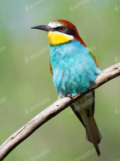 Preview: European bee-eater, merops apiaster. Beautiful close-up of the bird in the morning light