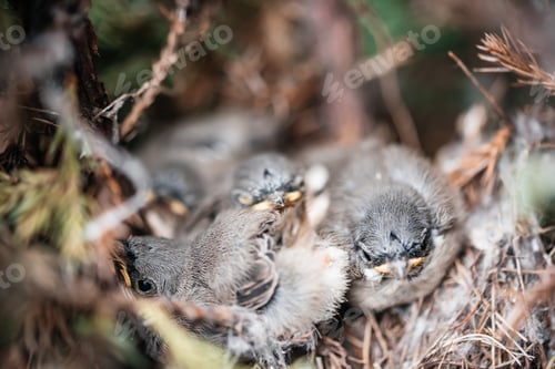 Preview: chicks in the nest wagtail starling nuthatch finch