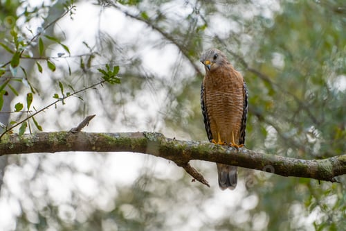 Preview: The red-shouldered hawk bird perching on a tree branch looking for prey to hunt in summer forest