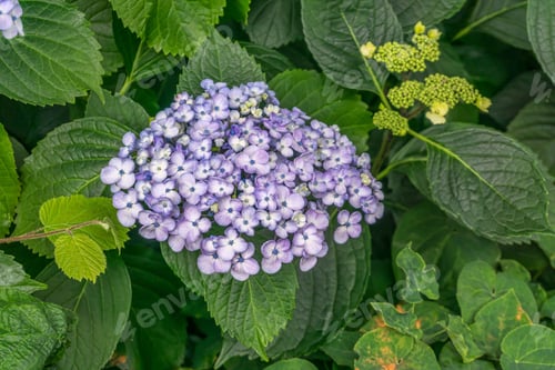Preview: A Macro Shot Of Light Purple Flowers.