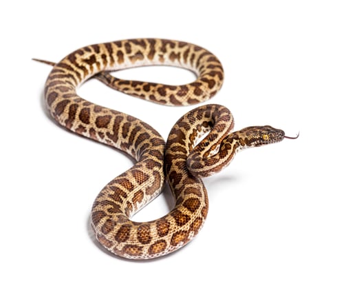 Preview: Children's python, Antaresia childreni, sniffing tongue out, isolated on white