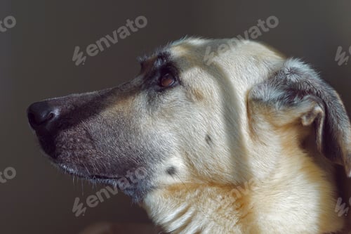 Preview: Sweet and thoughtful dog