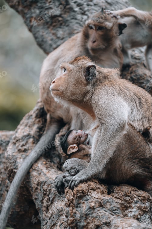 Preview: Macaque monkeys and baby monkey in Phetchaburi Thailand Asia
