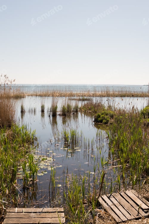Preview: Serene lakeside view with clear sky and green reeds near wooden pathway