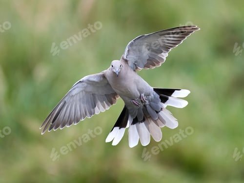 Preview: Eurasian collared dove (Streptopelia decaocto)