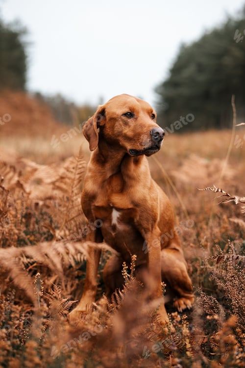Preview: Brown dog sitting in ferns, autumn woodland pet scene