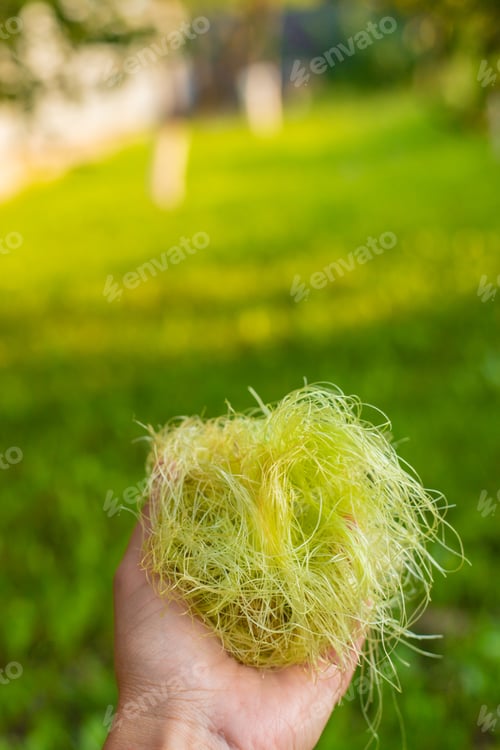 Preview: Corn silk in supplements. Selective focus.