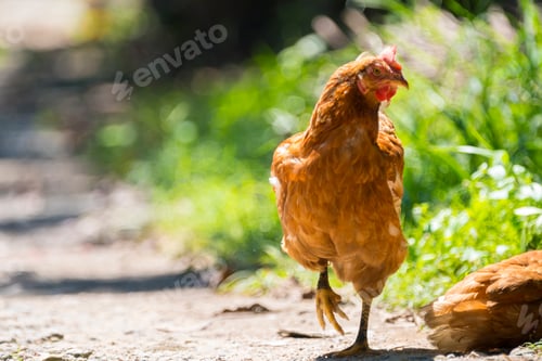 Preview: brown hen egg in organic farm, Thailand