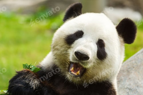 Preview: Panda bear eating bamboo