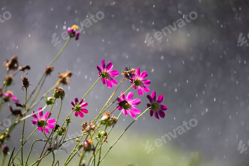 Preview: Nature cosmos flower wallpaper background.