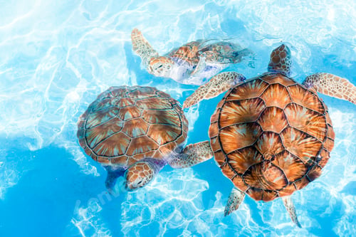 Preview: Sea turtles looking from the water in the reserve