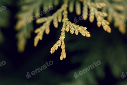 Preview: Abstract green thuja texture. Nature background. Top view.