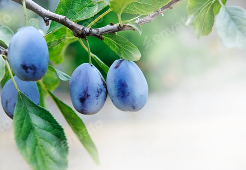 Preview: Plums