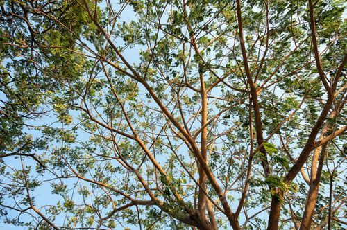 Preview: Branch of Rain Tree green leaves with sunshine and blue sky
