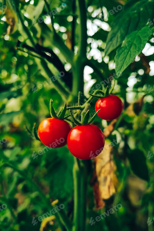 Preview: Ripe juicy tomatoes on a branch. Growing vegetables in a greenhouse. Farming and gardening.